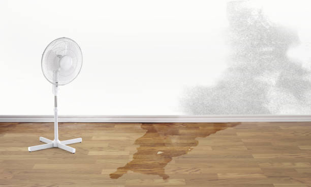 Best Carpet water damage restoration  in Islandia, NY